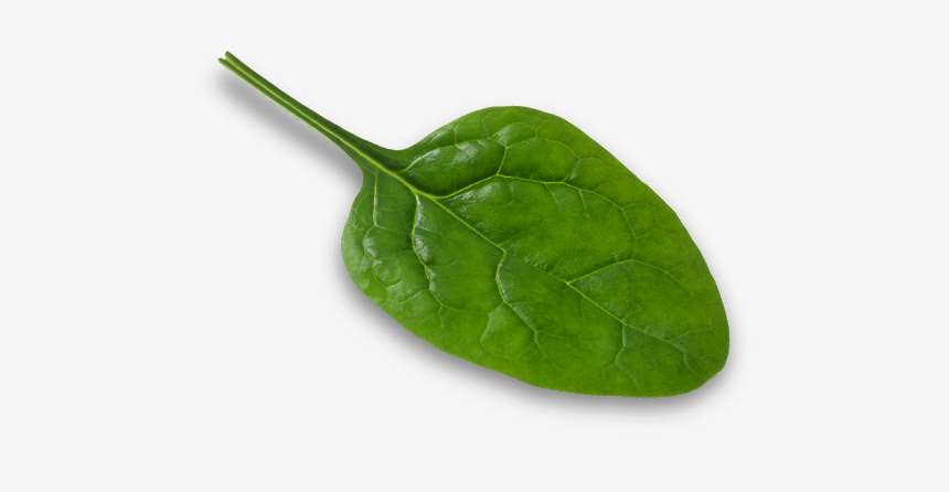 Baby Spinach, HD Png Download
