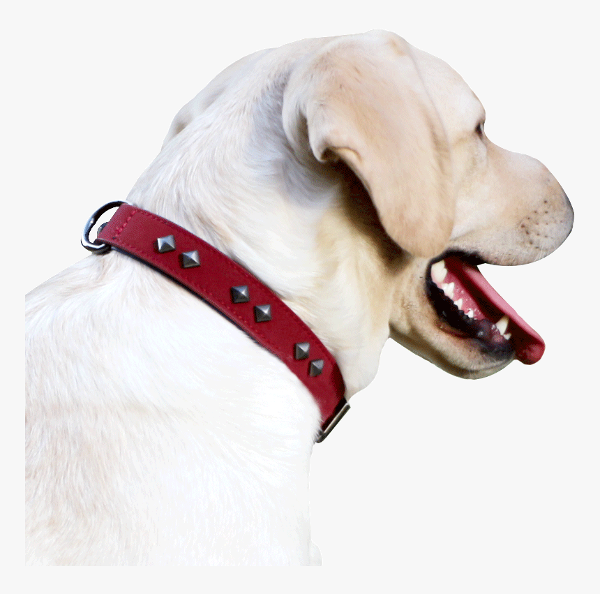 狗项圈狗链项圈大型犬狗狗脖圈狗圈拉布拉多金毛中型犬通用酒红色狗项圈小号中小型犬可调节范围30 42cm Hd Png Download Transparent Png Image Pngitem