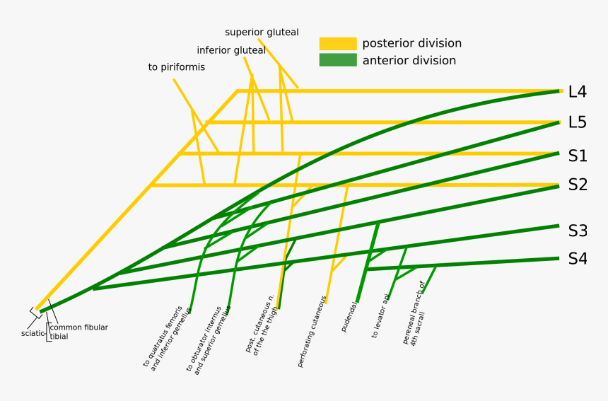 Sacral Plexus Easy Diagram , Png Download, Transparent Png