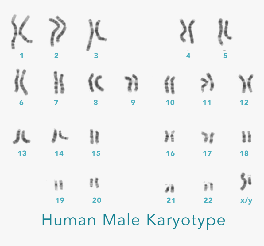 Each Pair Is One Chromosome From Each Parent, HD Png Download