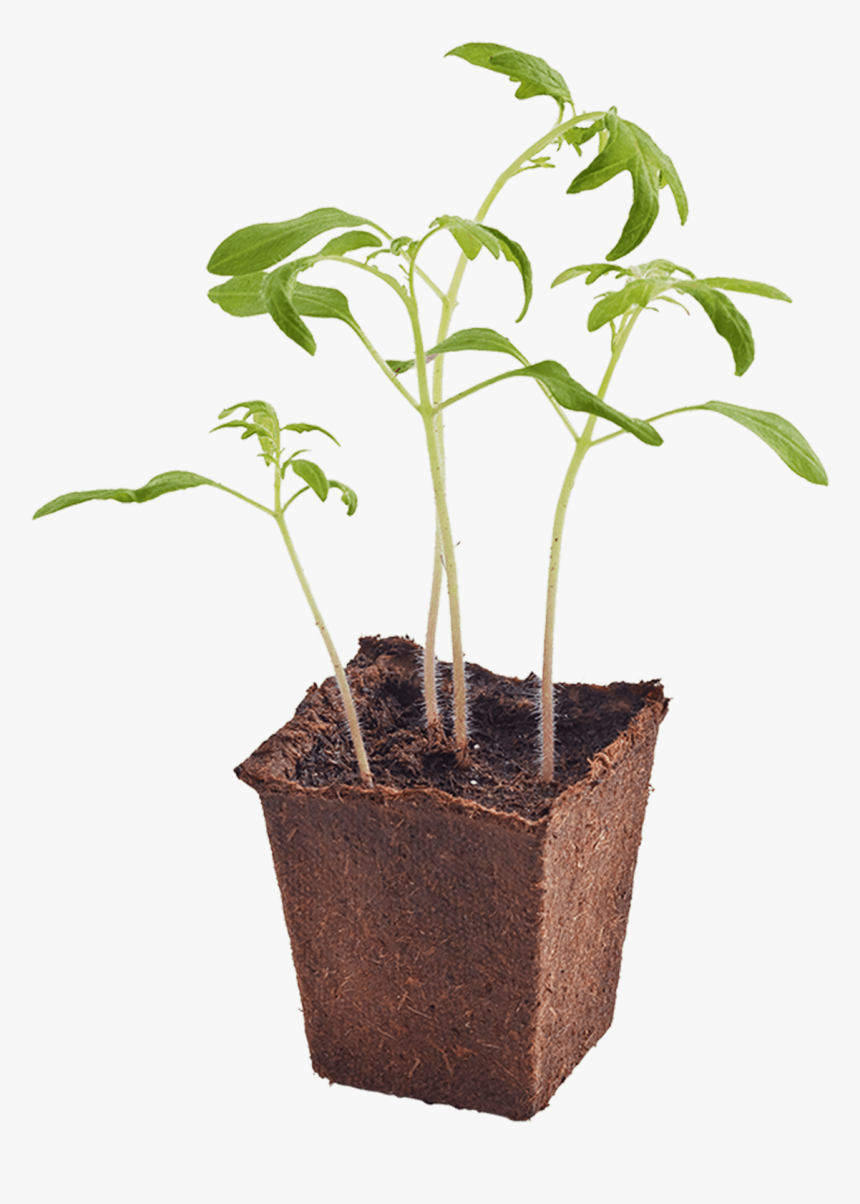 Seedling Png, Transparent Png