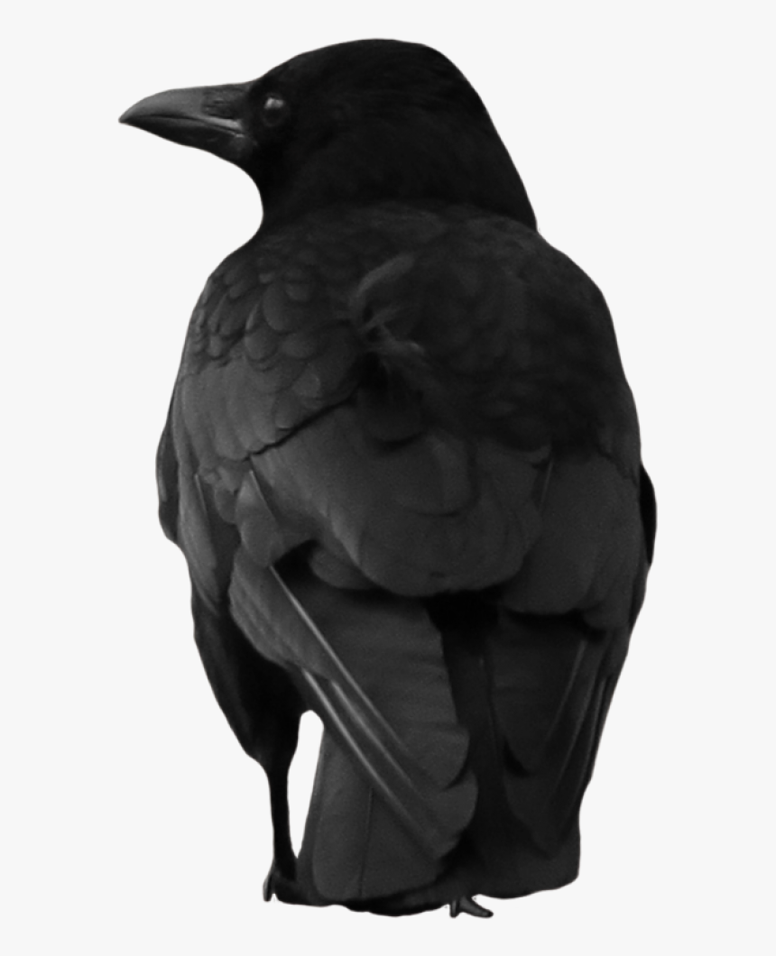 Crow Clipart Png, Transparent Png
