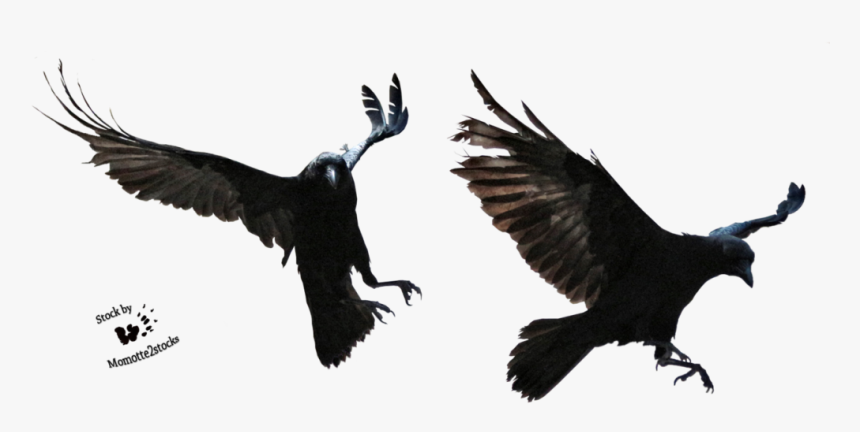 Crow Clipart Transparent Background - Transparent Ravens, HD Png Download