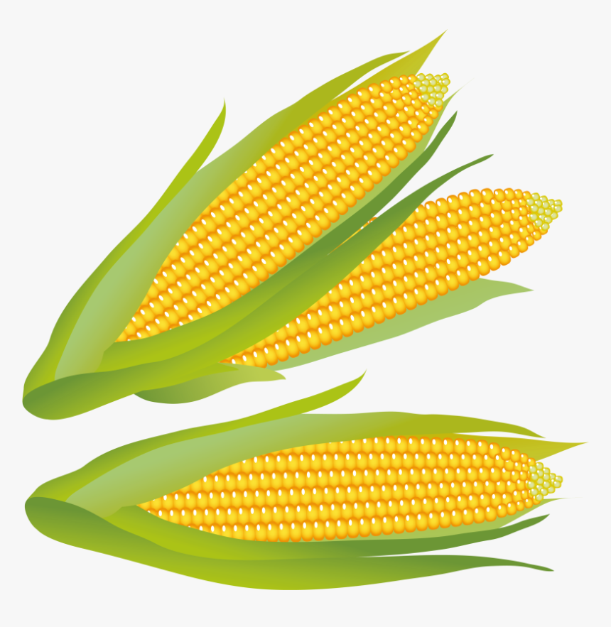 Corn On The Cob,corn,corn Kernels,yellow,sweet Corn,vegetarian - Bullring Shopping Center, HD Png Download