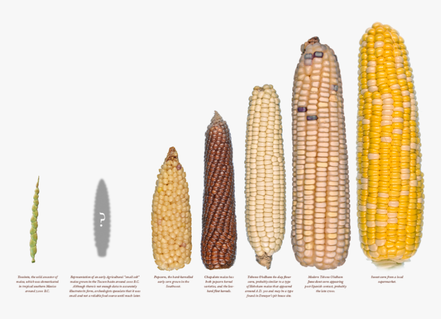 Seleccion Artificial Del Maiz, HD Png Download