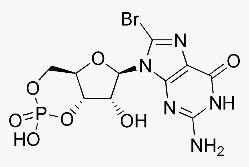 8-bromo Cyclic Gmp - 2 Amino Terephthalic Acid, HD Png Download