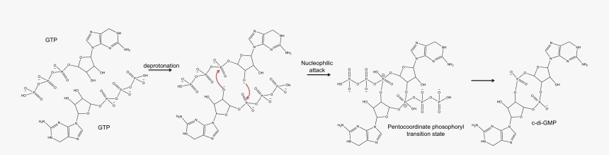 C Di Gmp Possible Mechanism - Diguanylate Cyclase, HD Png Download