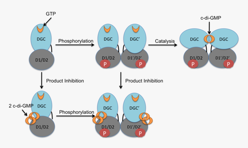 Activation Mechanism And Regulation Of Pled - Diguanylate Cyclase, HD Png Download