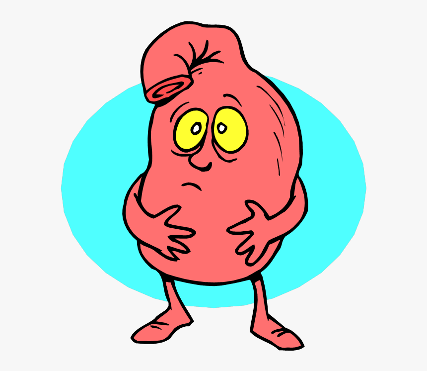 Stomach Cartoon Clipart , Png Download, Transparent Png