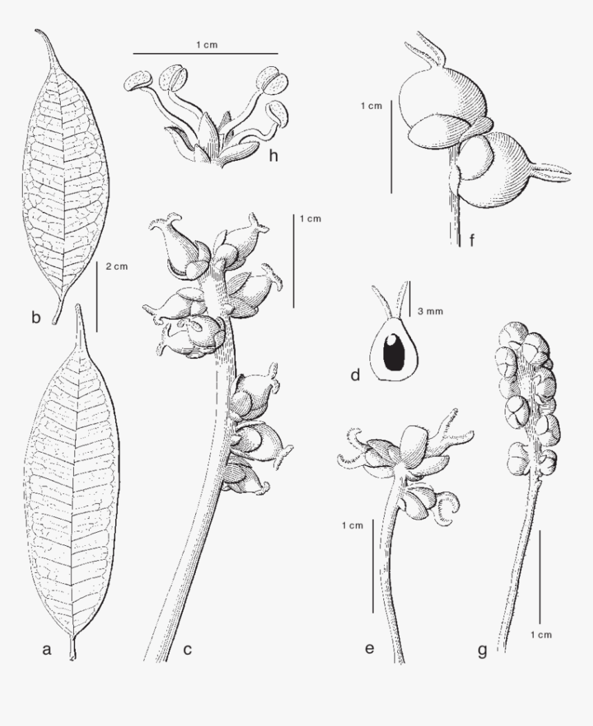 Peepal Tree Png, Transparent Png