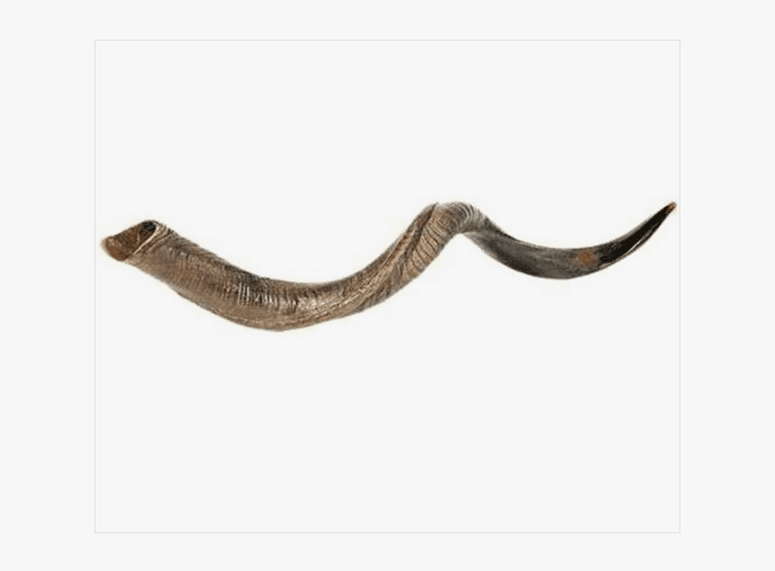 Large Yemenite Shofar , Png Download, Transparent Png , Transparent Png ...