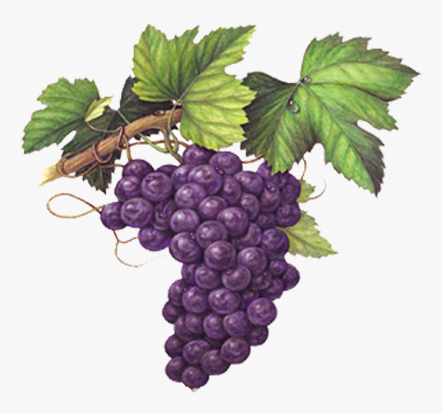 Transparent Grape Emoji Png, Png Download , Transparent Png Image PNGitem