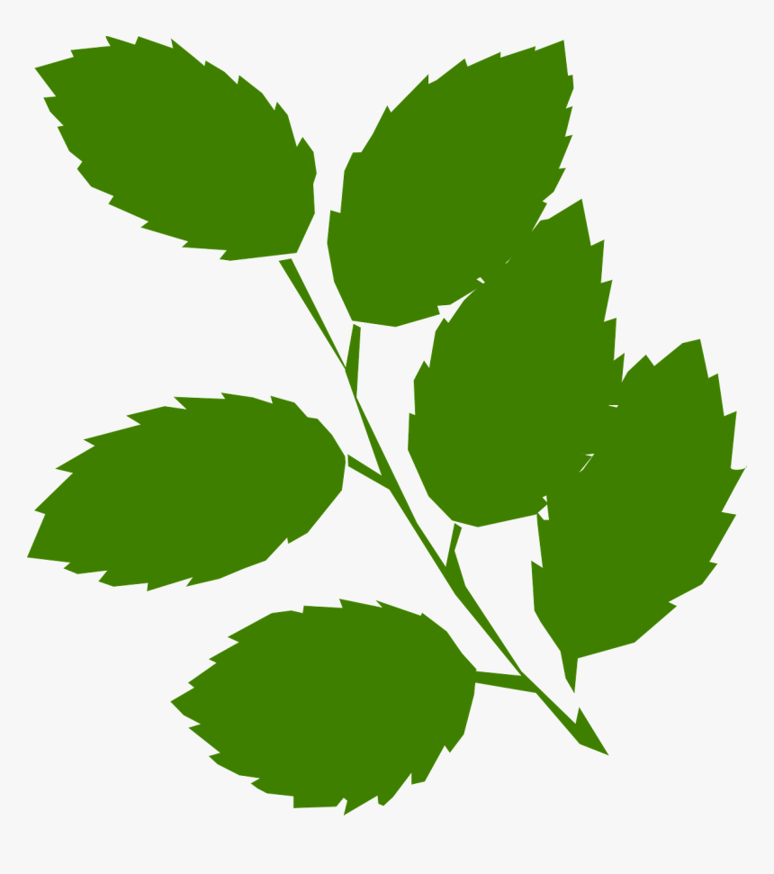 Mint Leaf Vector - Green Leaves Clip Art, HD Png Download , Transparent
