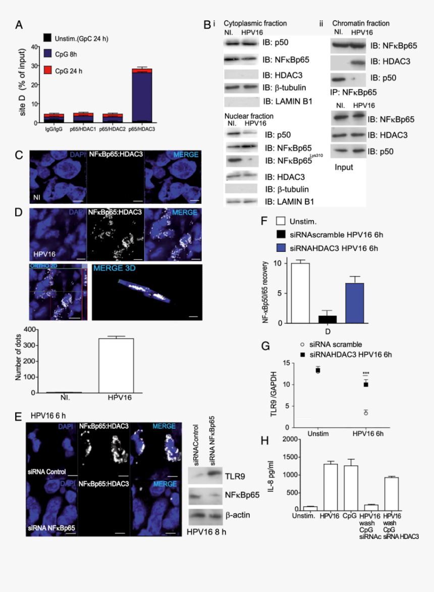 Screenshot, HD Png Download