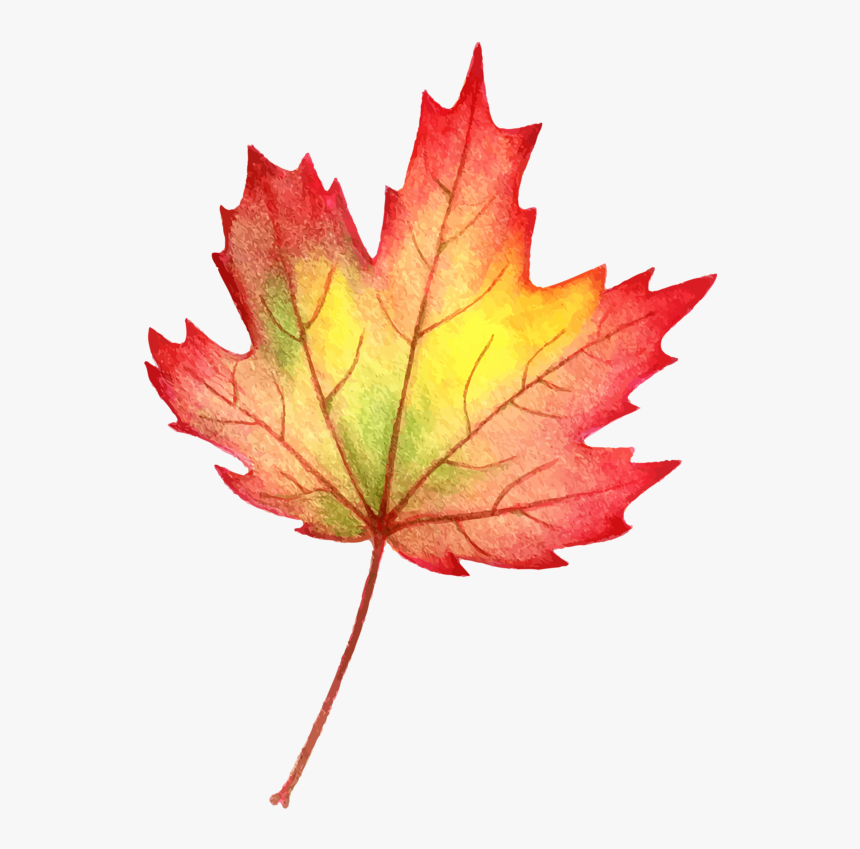 Transparent Maple Png - Autumn Leaf Colour Pencil, Png Download