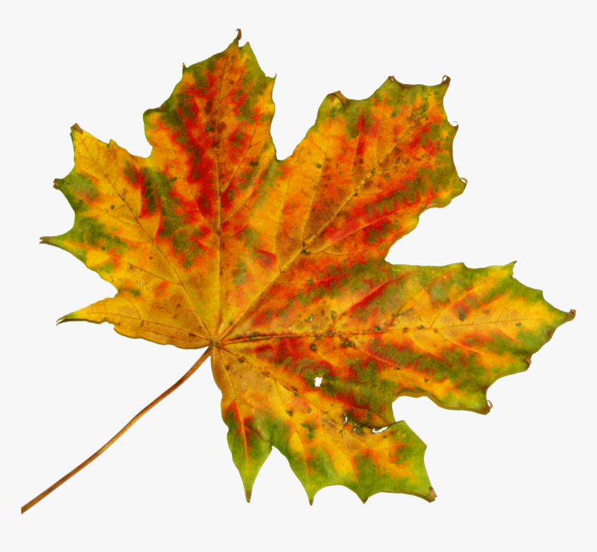 Free Vector Graphic - Black Maple In Fall, HD Png Download