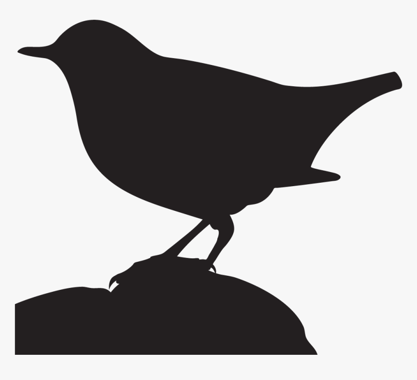 All About Birds Clipart , Png Download - Old World Flycatcher, Transparent Png