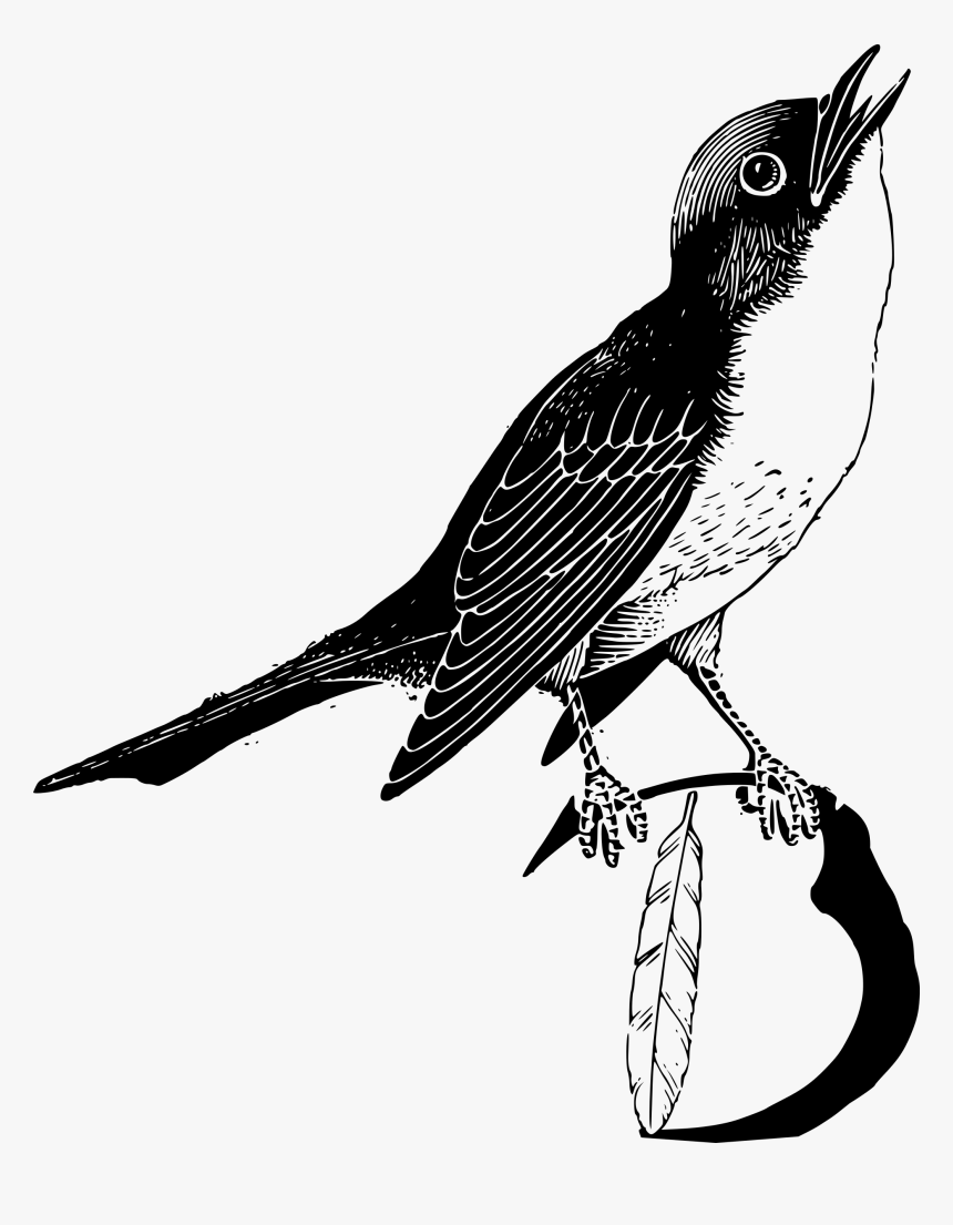 Clip Art Bird Big Image Png - Bird With Feathers Clipart In Black And White, Transparent Png