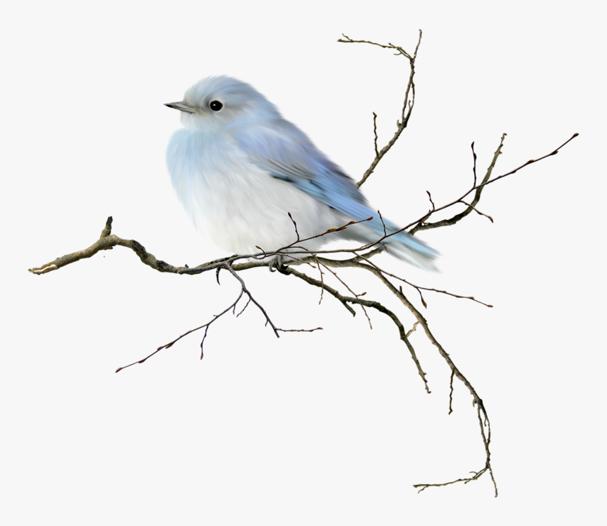 Love Birds Clipart Frame Png - Bird On Branch Watercolor, Transparent Png