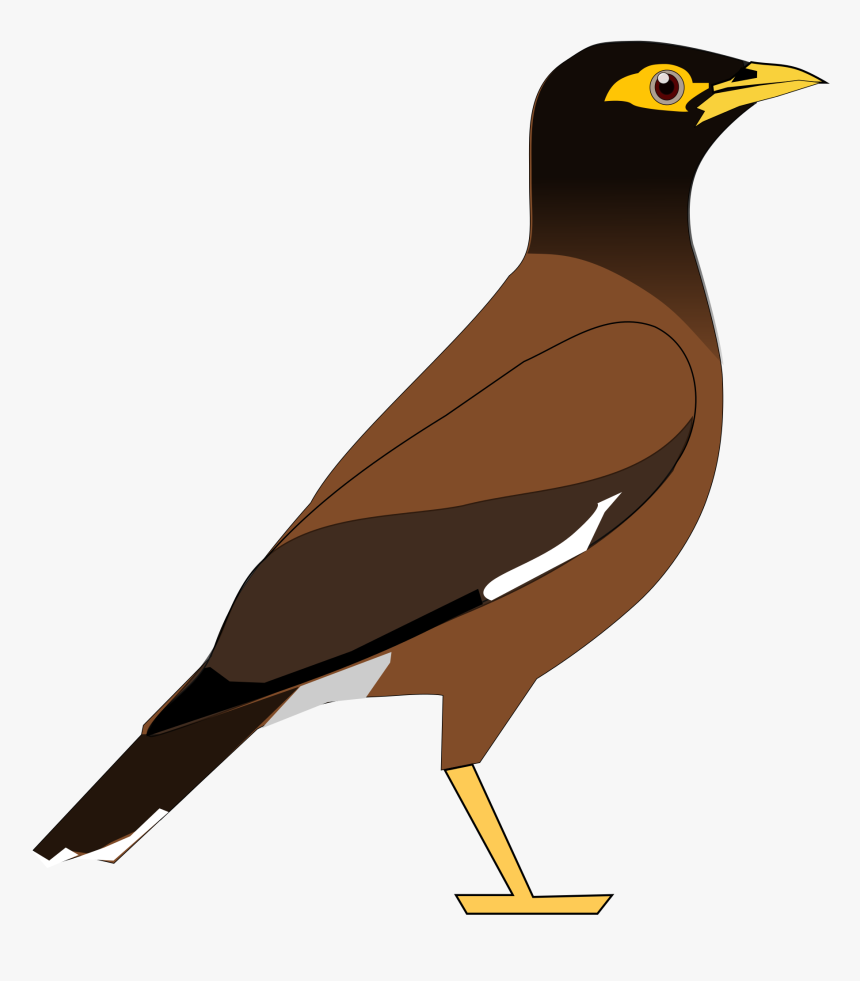 Transparent Bird Clipart Png - Drawing Of Myna, Png Download