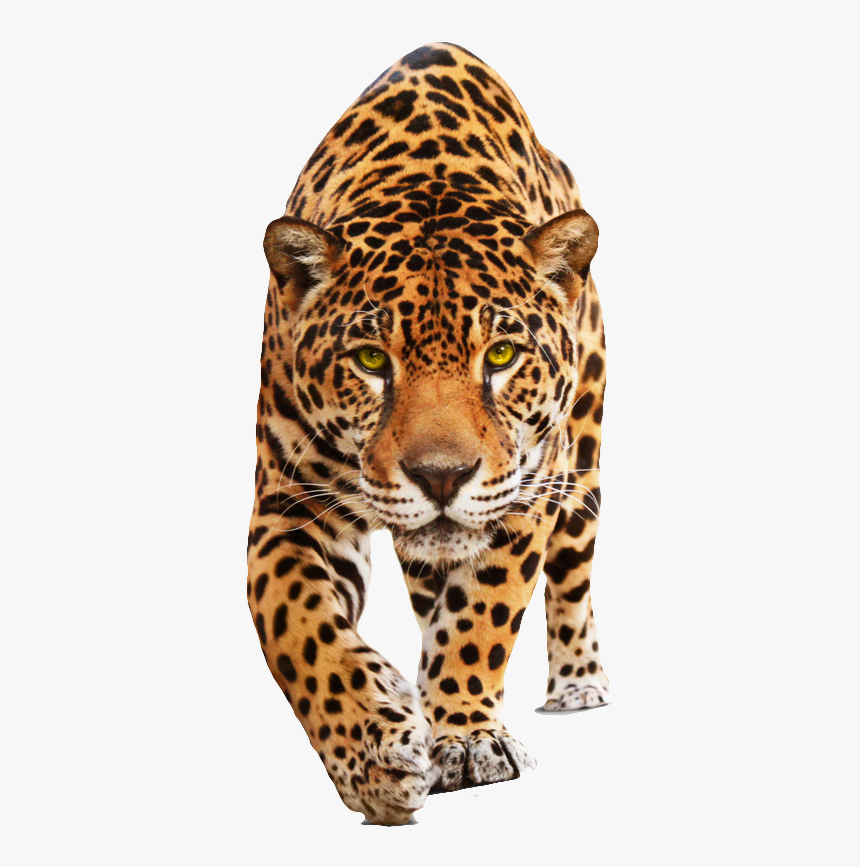 Cat Jaguar, HD Png Download