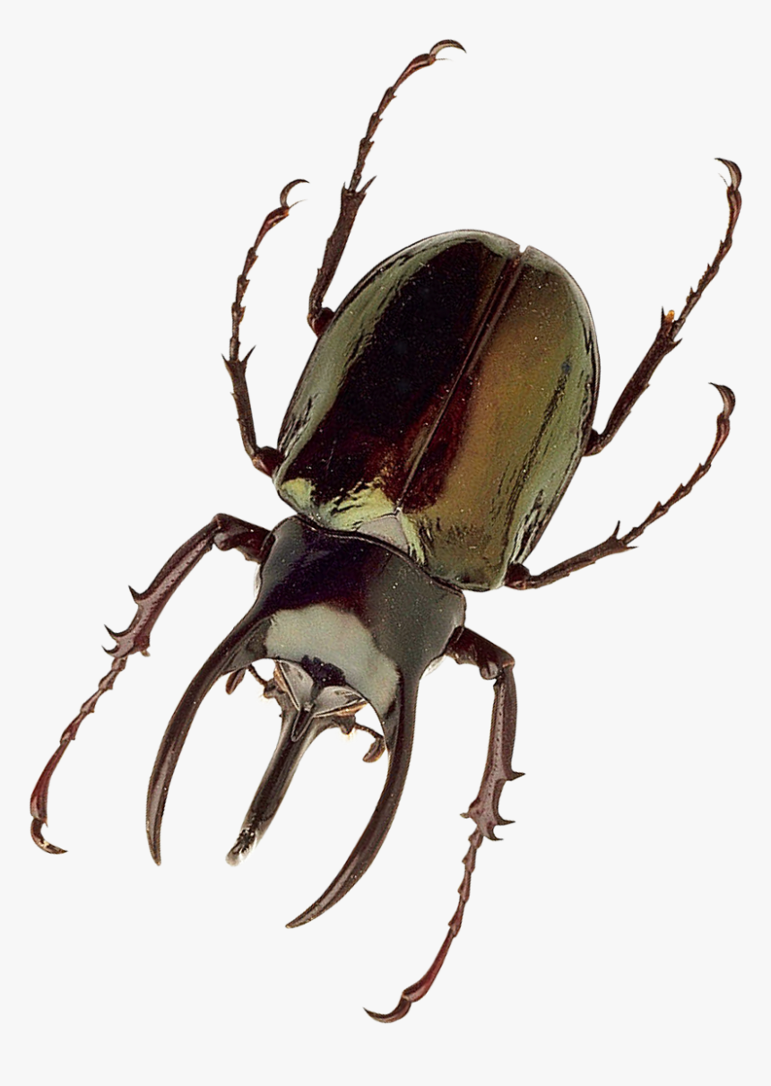 Insect .png, Transparent Png