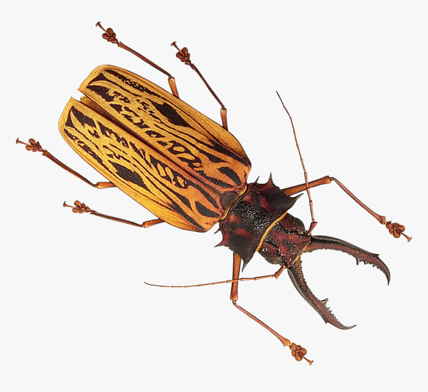 Insect Png Image - Insect Png, Transparent Png
