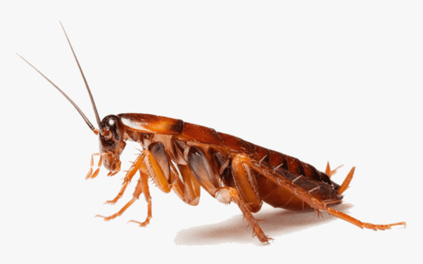 Cockroach Insect Pest Control - Cockroaches Png, Transparent Png