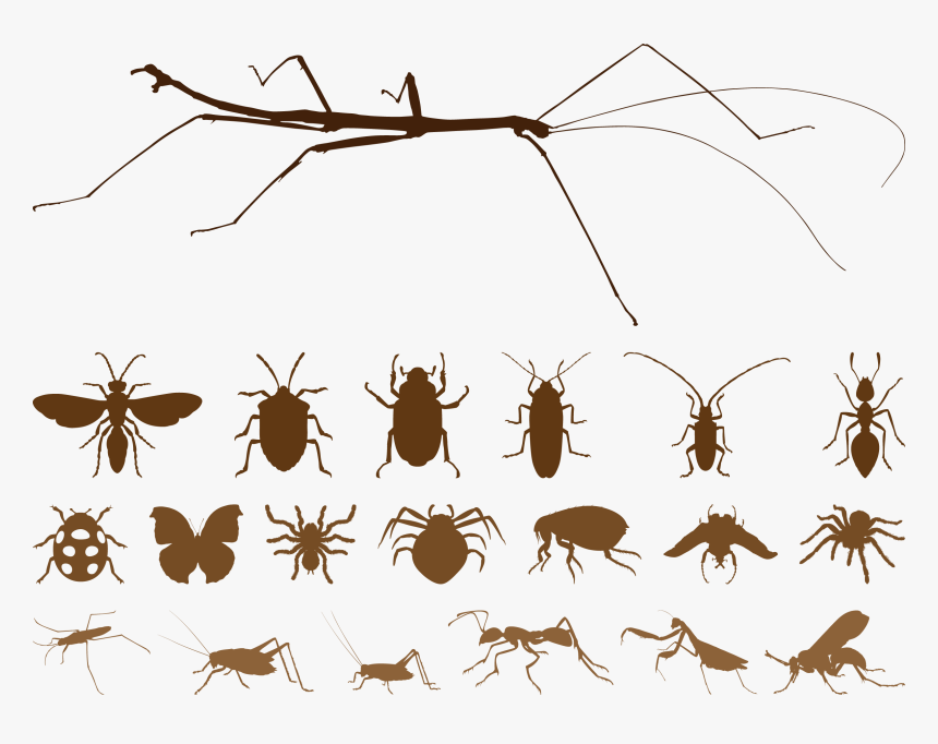 Mosquito Insect Spider Euclidean Vector - Free Vector Insects, HD Png Download