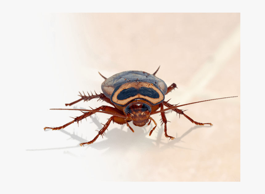 Transparent Pest Png - Big Are Roaches In Texas, Png Download
