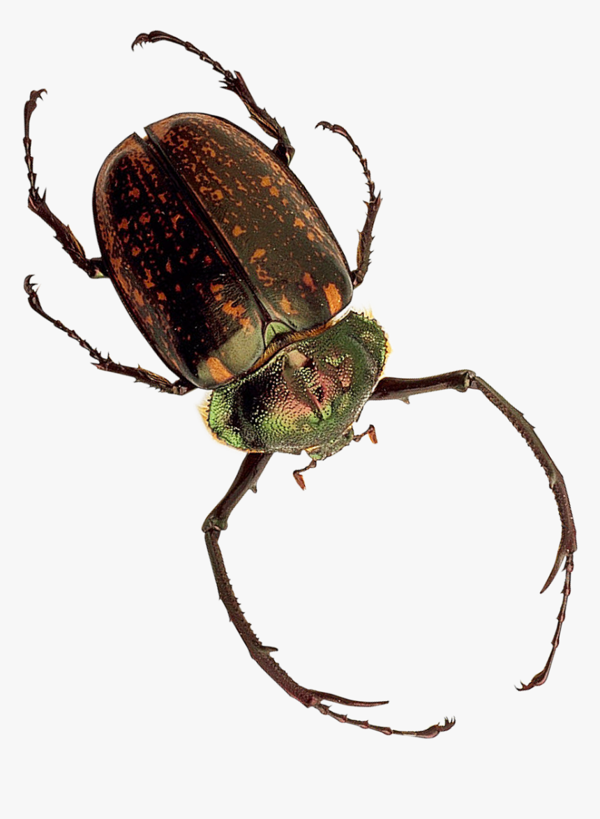Insect Png Transparent Image - Png Inesct, Png Download