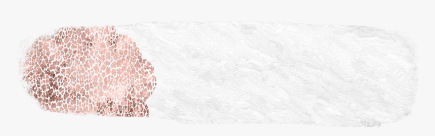 Chambered Nautilus, HD Png Download