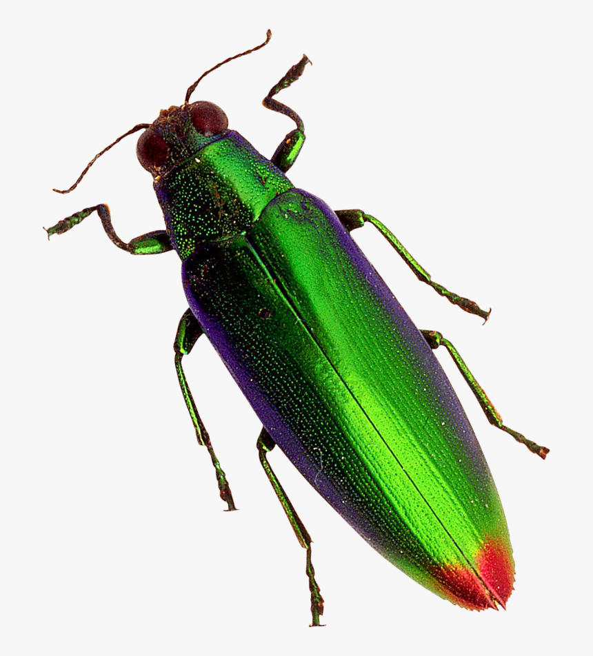 Beetle Png, Transparent Png
