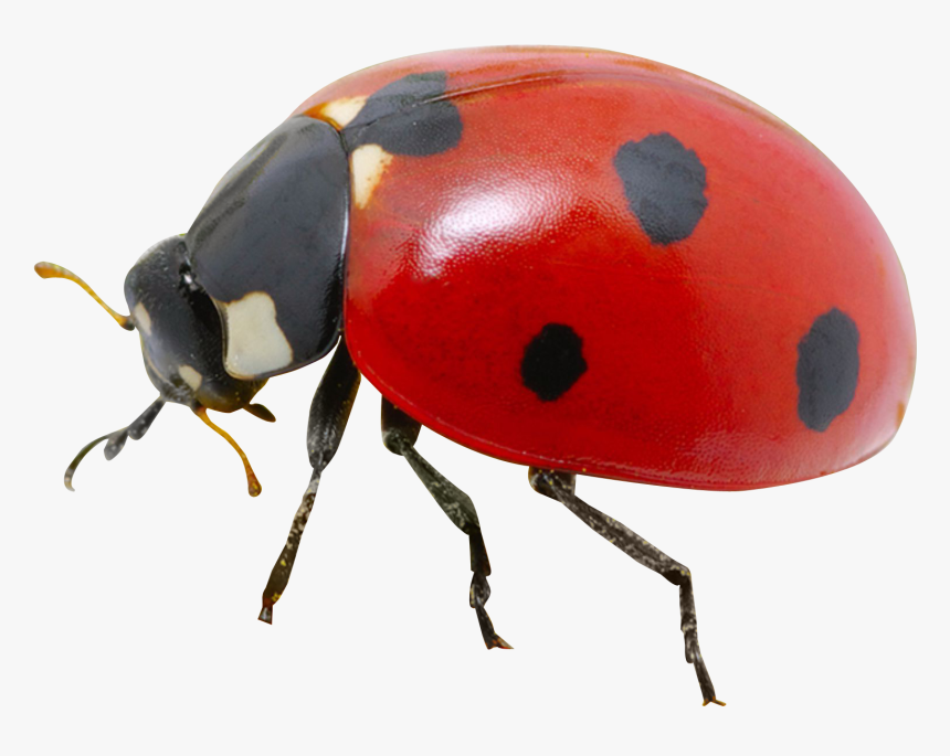 Ladybug Insect Png Image With Transparent Background - Transparent Ladybug Png, Png Download