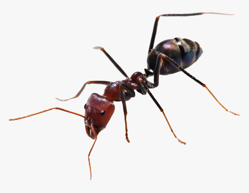 Ants - Ant Png, Transparent Png