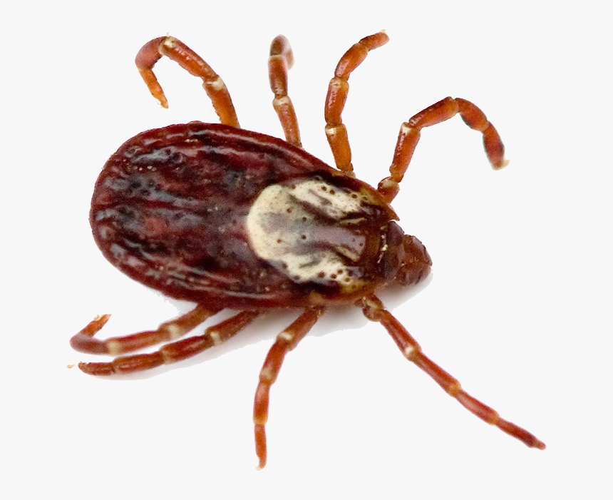 Tick Insect Png South Carolina Ticks, Transparent Png , Transparent