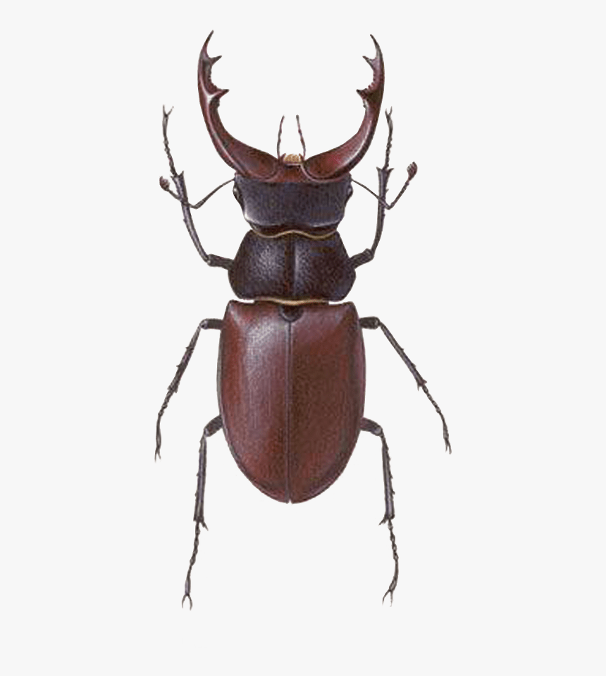 Stag Beetle Transparent Png Image Bug Image Transparent - Stag Beetle, Png Download