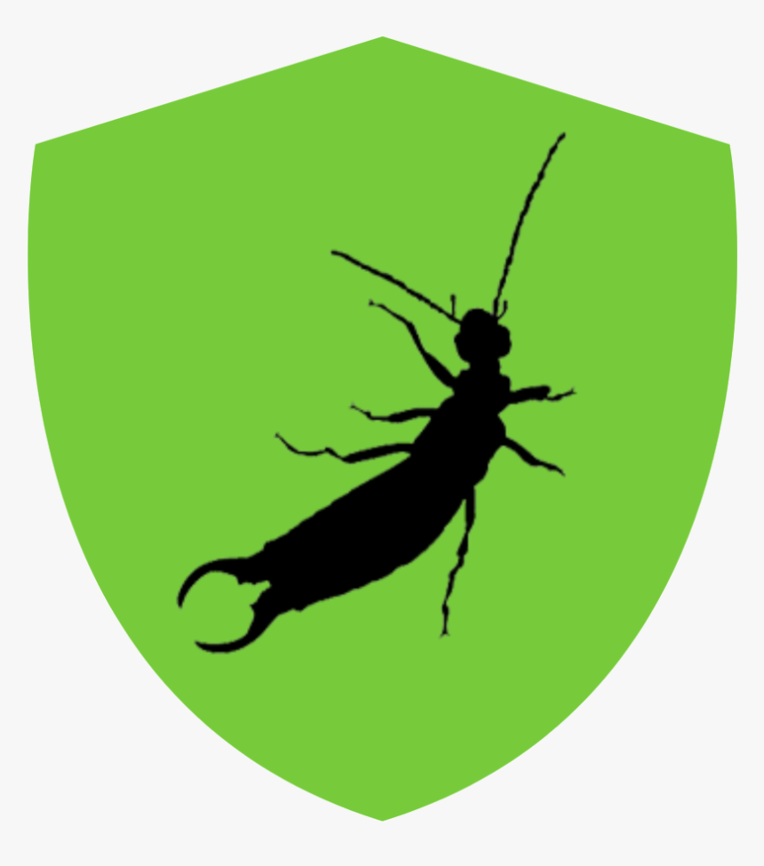 Earwigs, HD Png Download