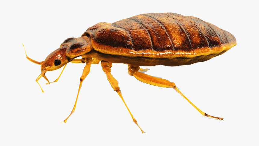 Bed Png - Bed Bugs Control Png, Transparent Png