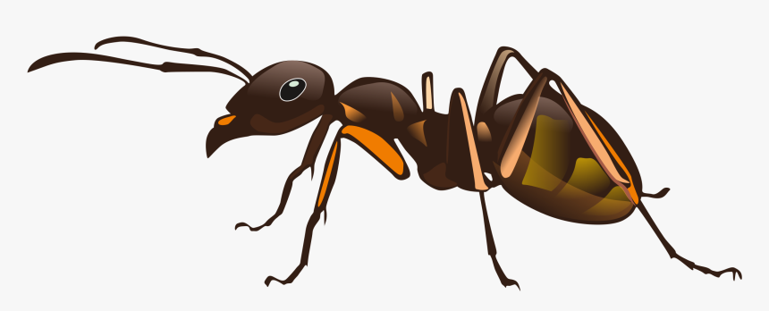 Ant,vision Care,weevil - Imagens De Formiga Png, Transparent Png