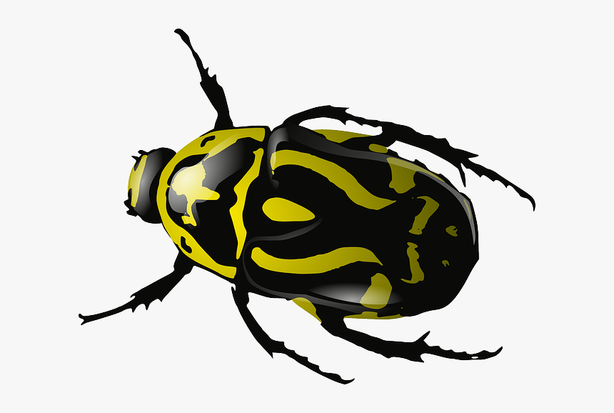 Insect Png Image Download - Beetle Clip Art, Transparent Png