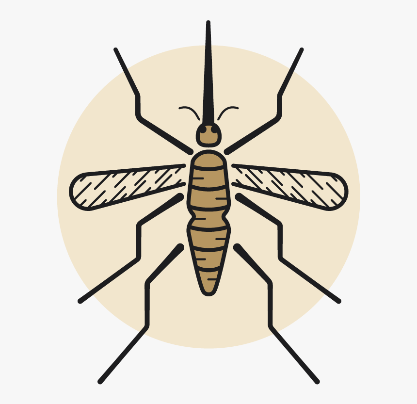 Net-winged Insects, HD Png Download