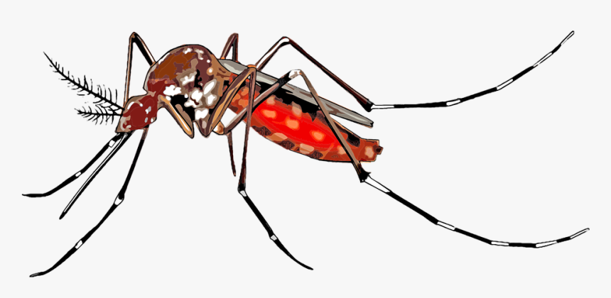 Transparent Mosquito Png - Dengue Mosquito Images Png, Png Download