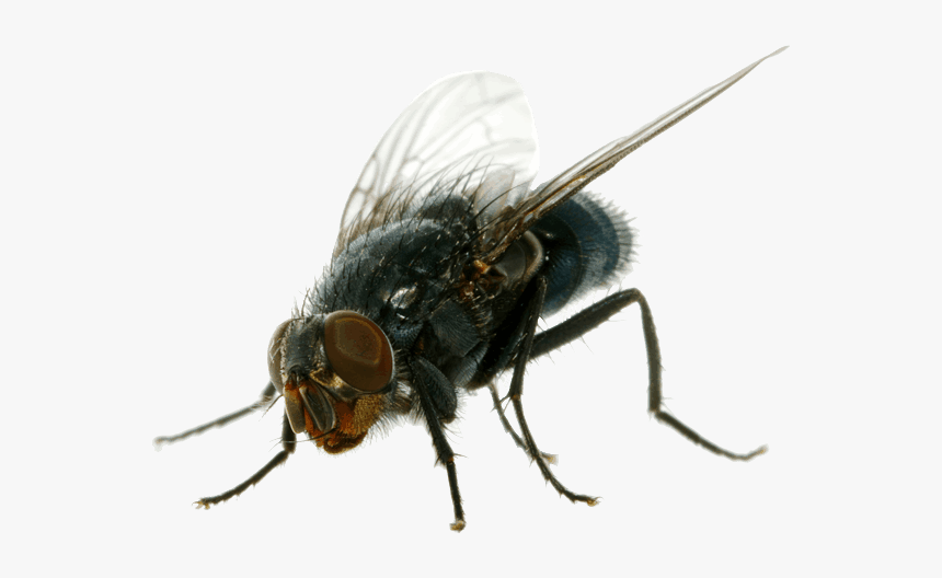 Flies Png, Transparent Png