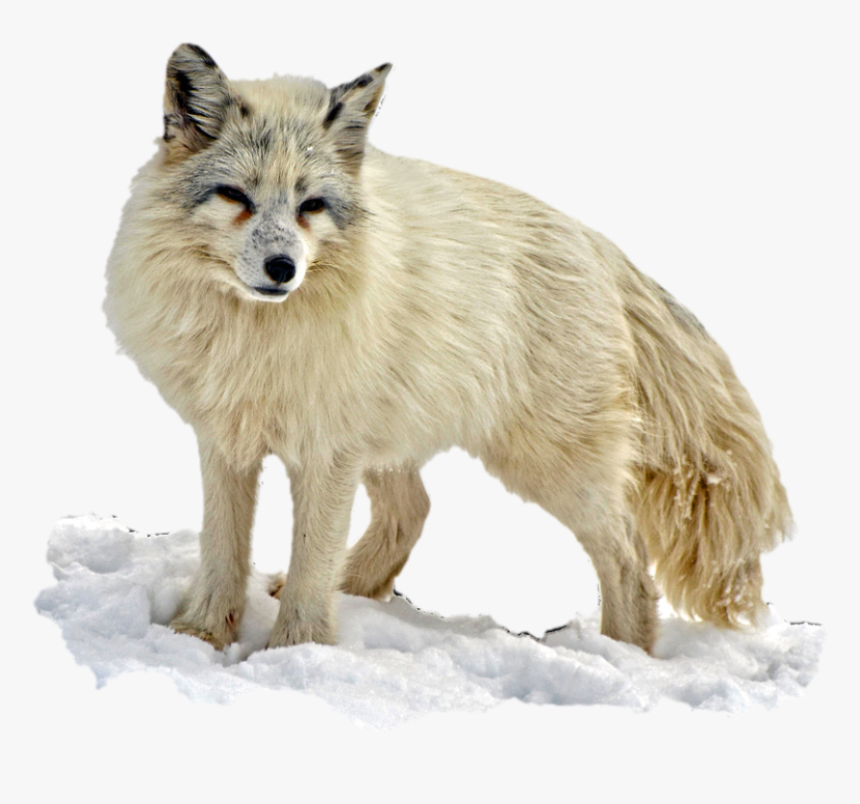 Aislado, Zorro Del Ártico, Desierto, La Naturaleza - Arctic Fox Transparent Background, HD Png Download