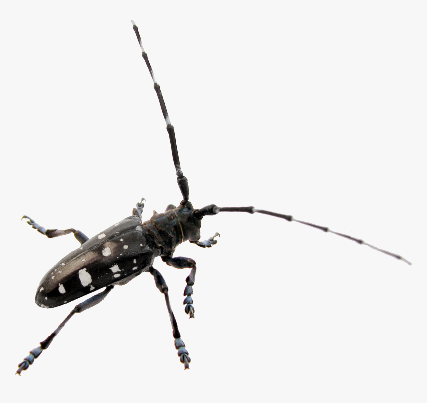 Asian Longhorned Beetle Clip Art, HD Png Download