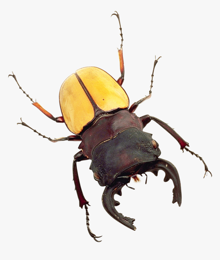 Bug Png Image - Transparent Bug, Png Download