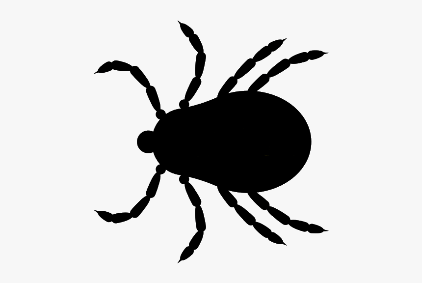 Tick Insect Png - Deer Tick Clipart, Transparent Png