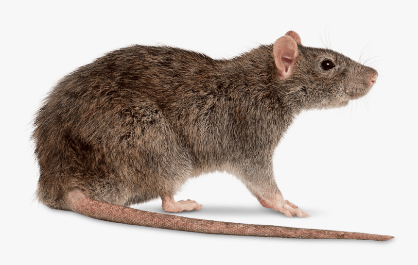 Rat Transparent Png, Png Download