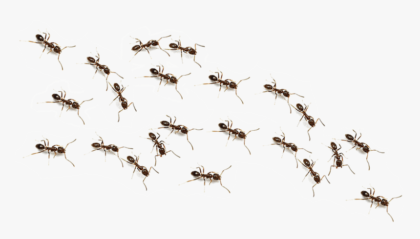 Transparent Image Web Icons Transparent Background - Transparent Background Ants Png, Png Download